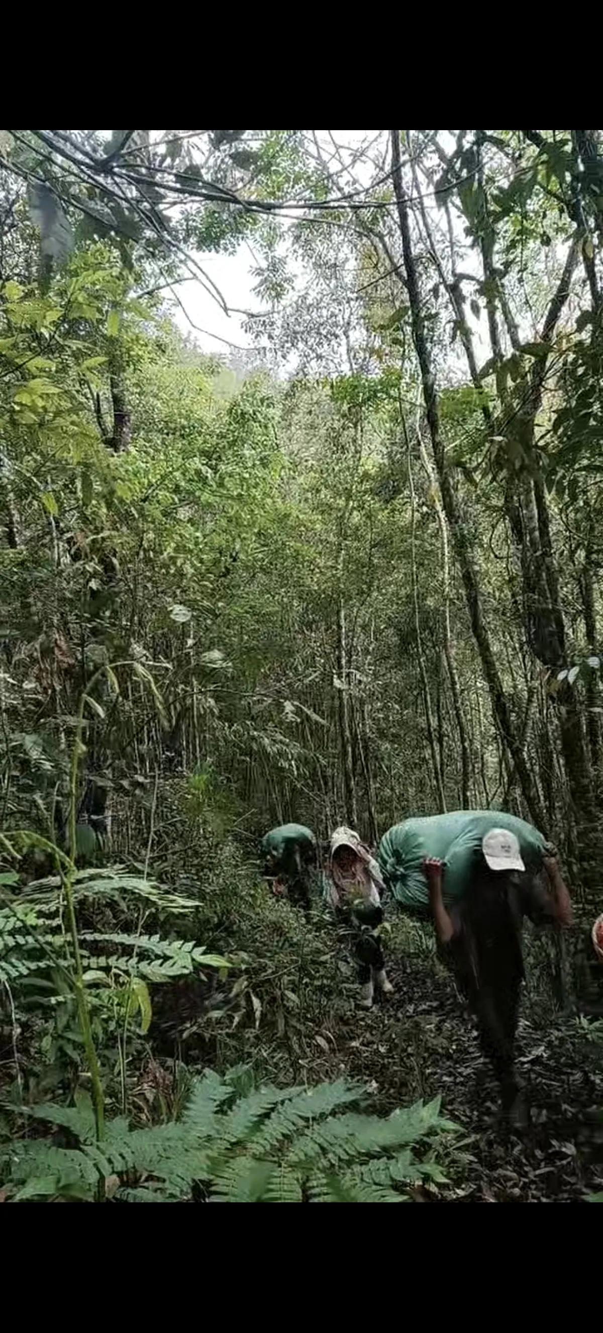 想要马儿跑得快，还不想让马儿吃草，这纯粹是异想天开。
就拿我家这款森林古树晒红来
