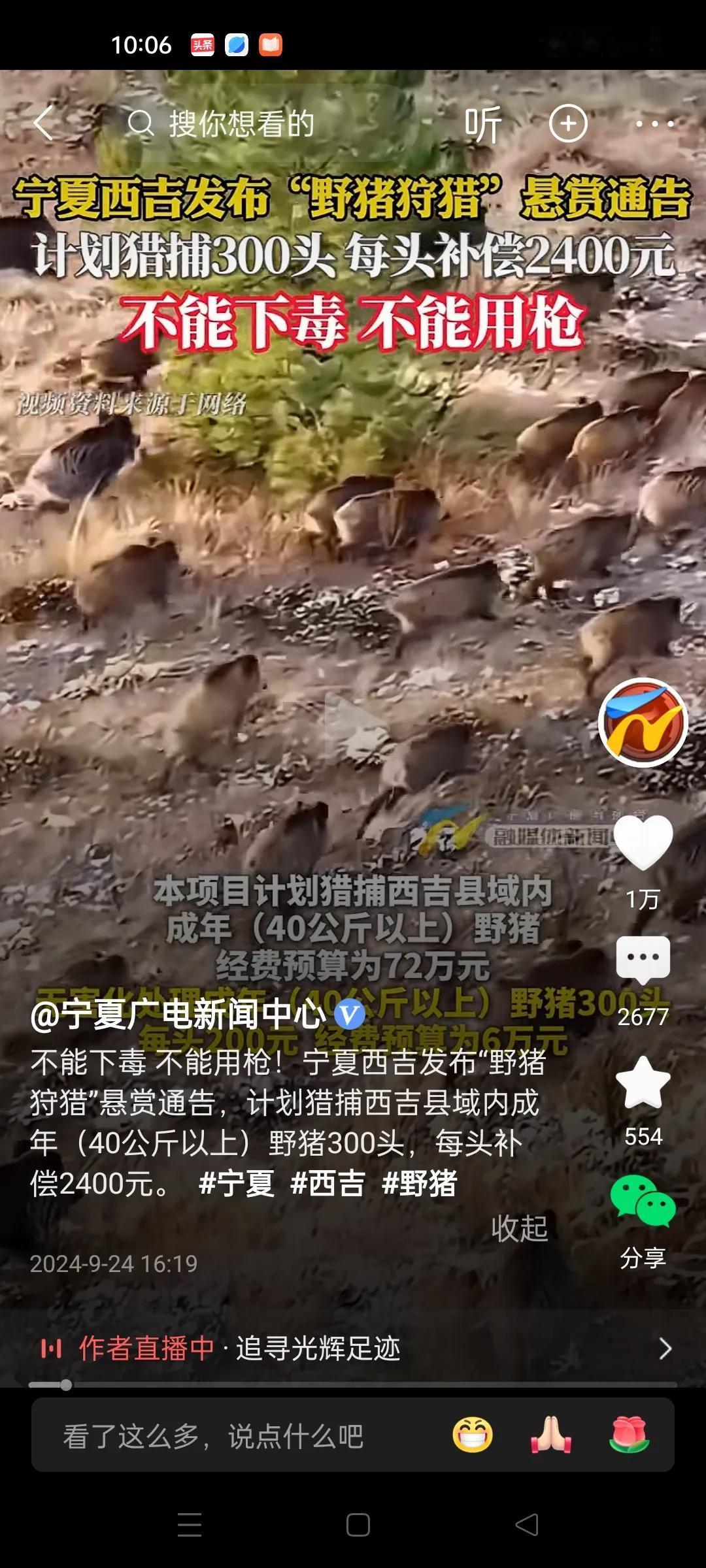 宁夏西吉发布野猪狩猎悬赏通告，计划猎捕成年野猪300头，每头补偿2400元。但不