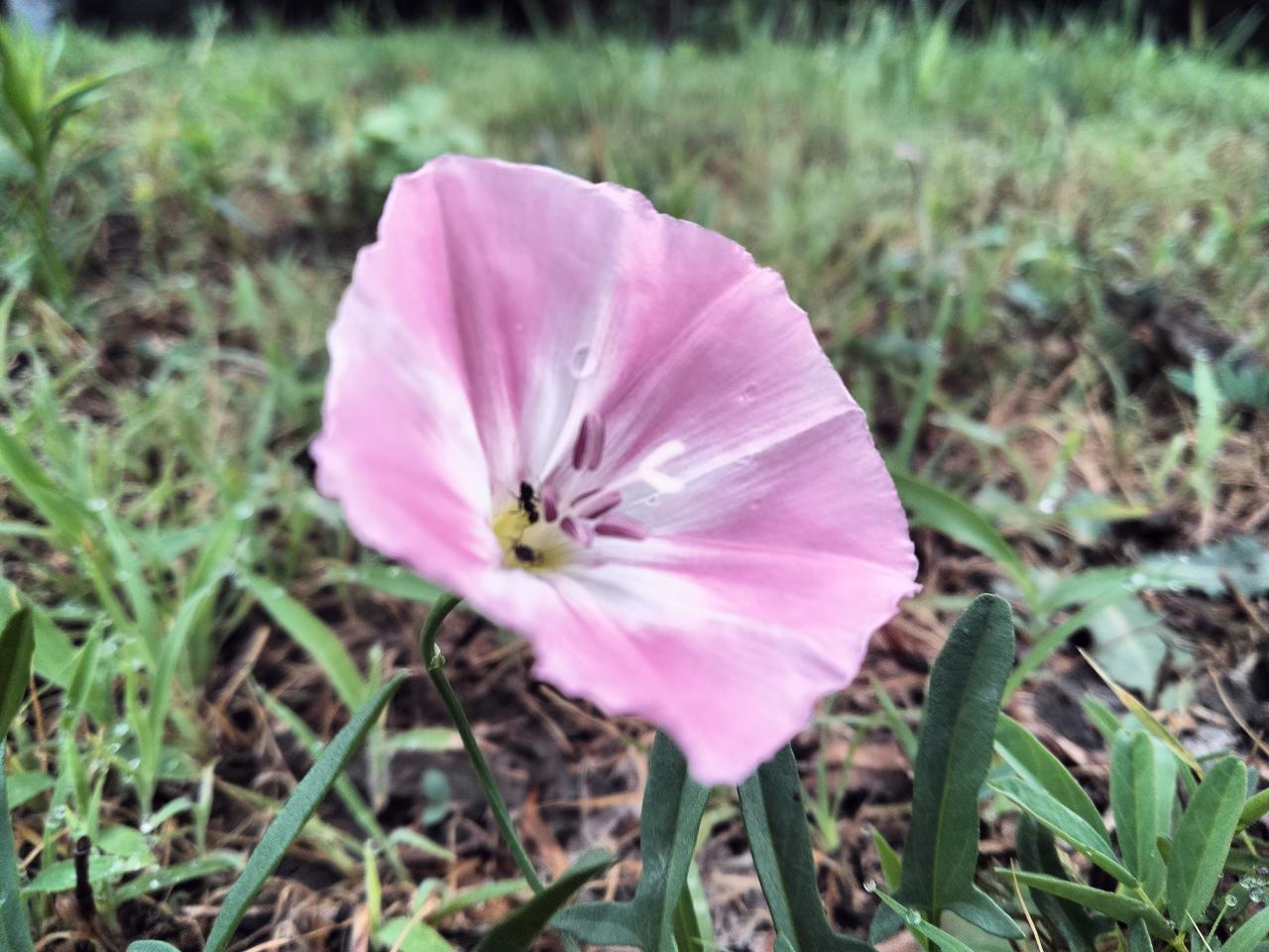 分享你手机中的花花草草喇叭花！[大笑]