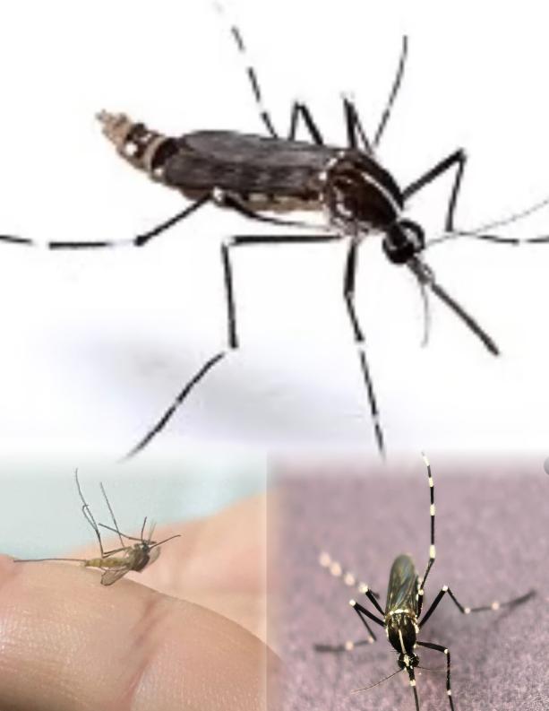 蚊子咋变得这么凶？别再怪 “变异”，罪魁祸首是生态乱了套！

大白天在小区绿化带