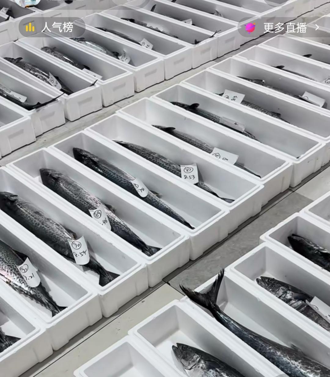 "鲅鱼跳，丈人跳"，一年一度的谷雨时间节点到了，青岛女婿们传统的孝道送丈人鲅鱼的