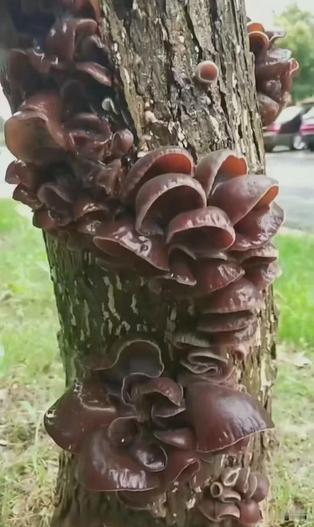 入秋后连着下了几天绵绵细雨，出门散步的时候，发现路边枯树干上冒出一大丛黑木耳，密