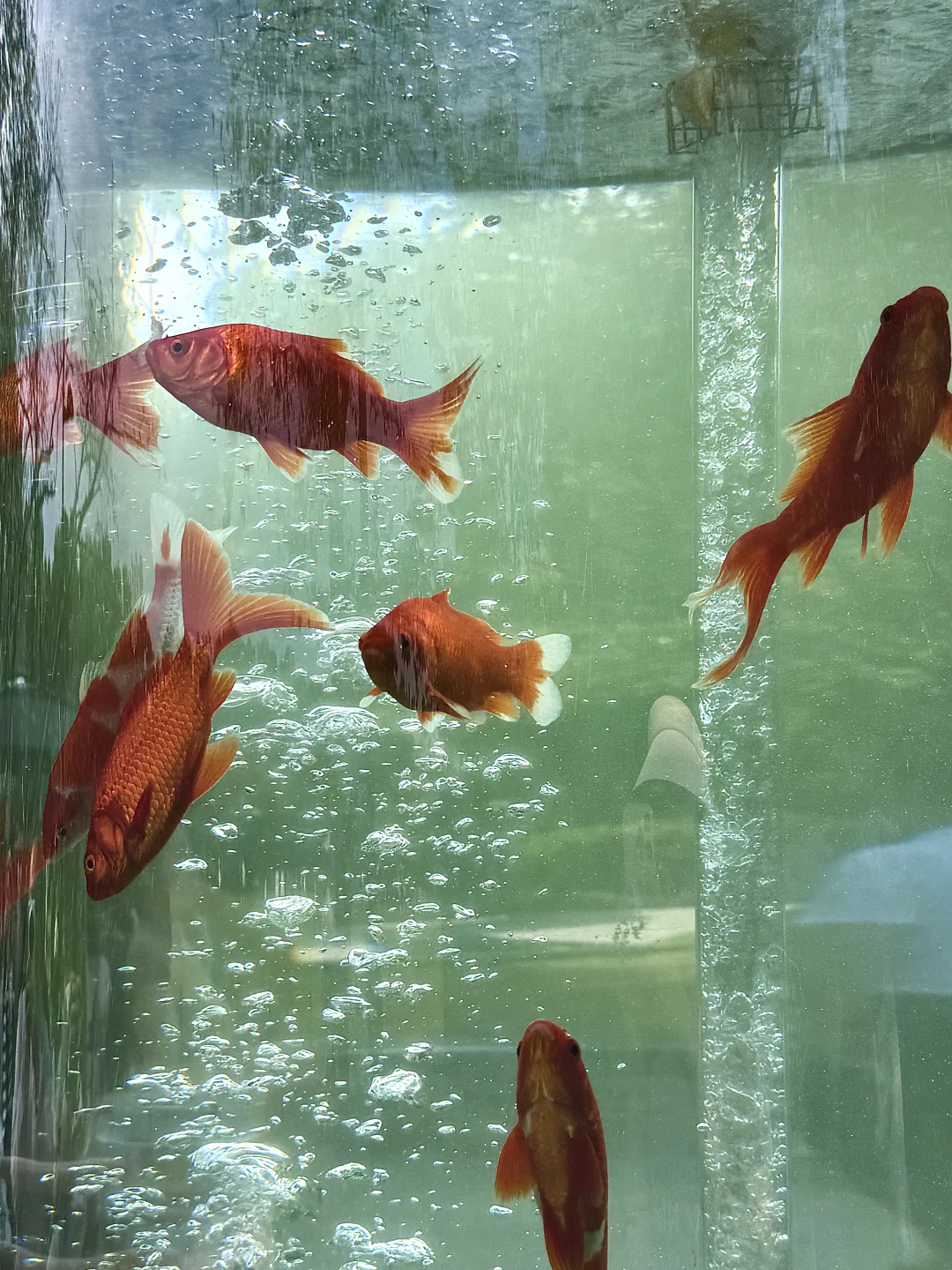 9.21实况🫧红梅公园梦幻金鱼缸꙳✧˖°