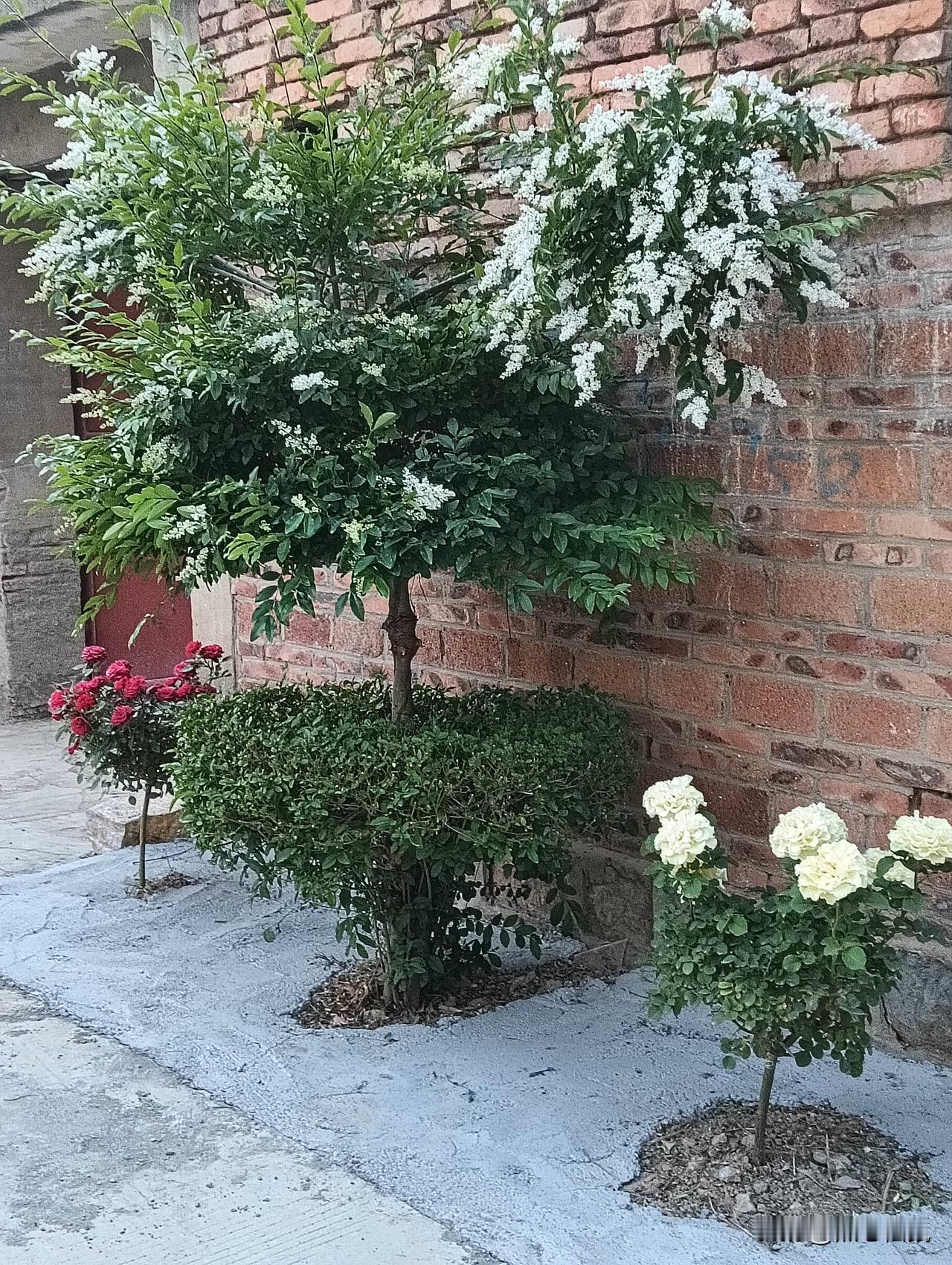 绿意盎然的小院，盛开的白色花朵与红墙相映成趣。