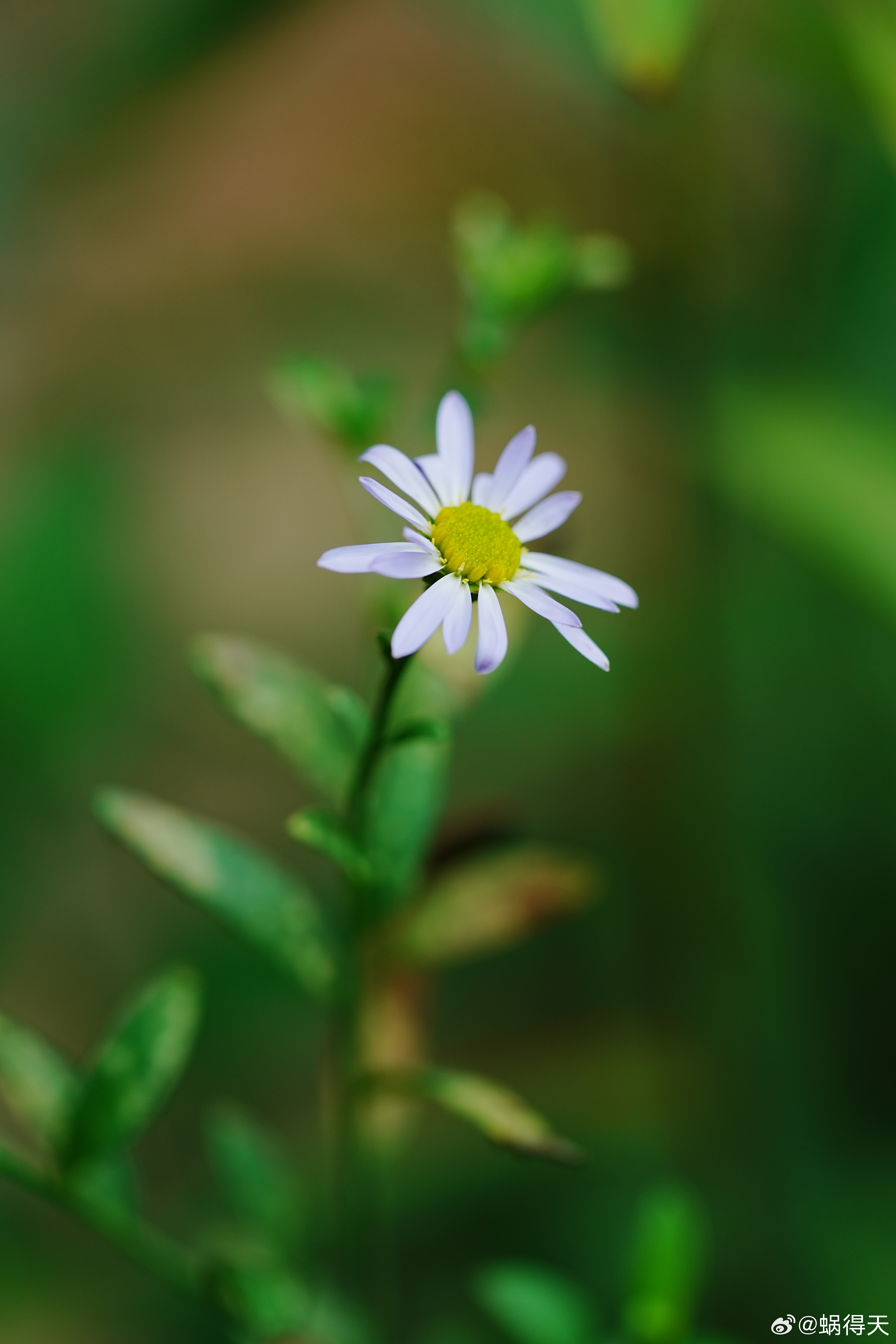 狗娃花是菊科狗娃花属多年生草本植物，它的花呈头状花序，外围有淡紫色的舌状花，中心