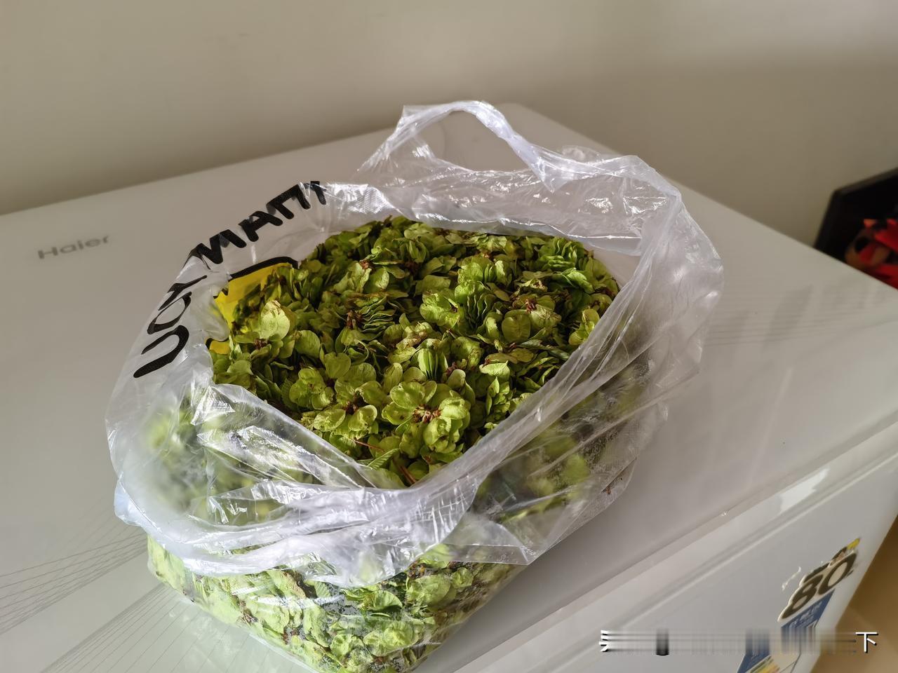 蒸榆钱儿里的乡愁

老伴儿提着一袋榆钱儿进门时，我眼睛突然亮了。这袋绿莹莹的“小