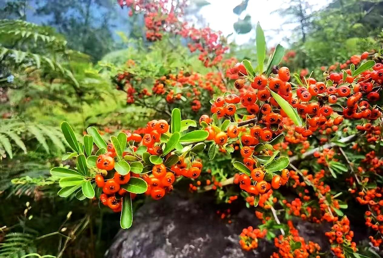 周末一早，家里那两只鸡就上了案板，一公一母，收拾利索后直接往儿子家送。
门一开，