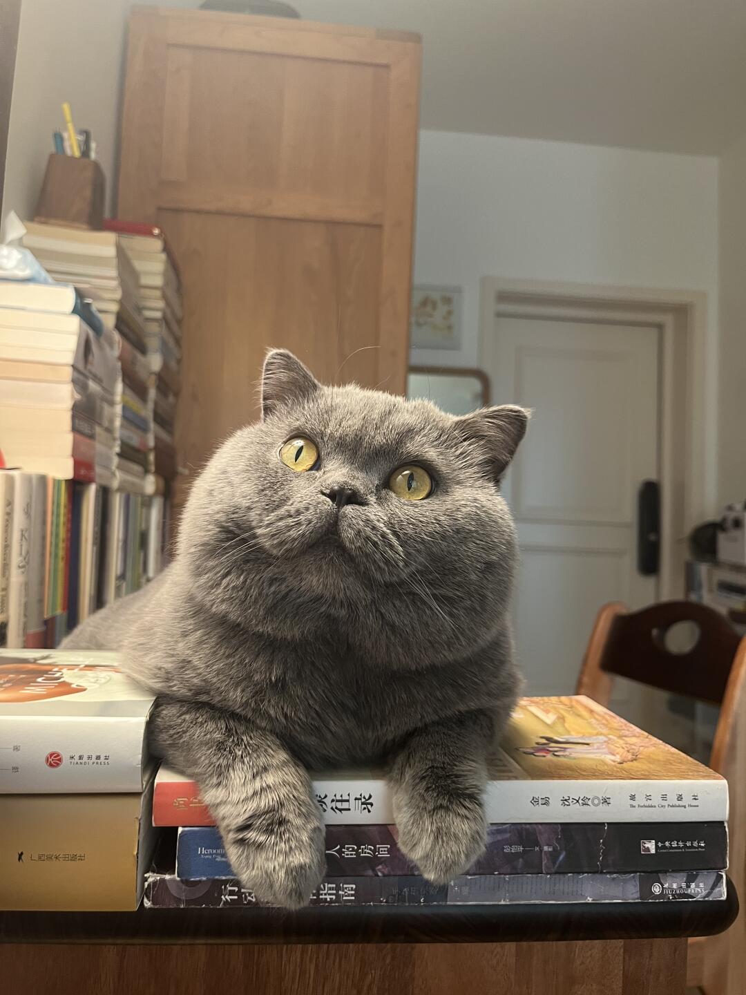 过分可爱了吧……