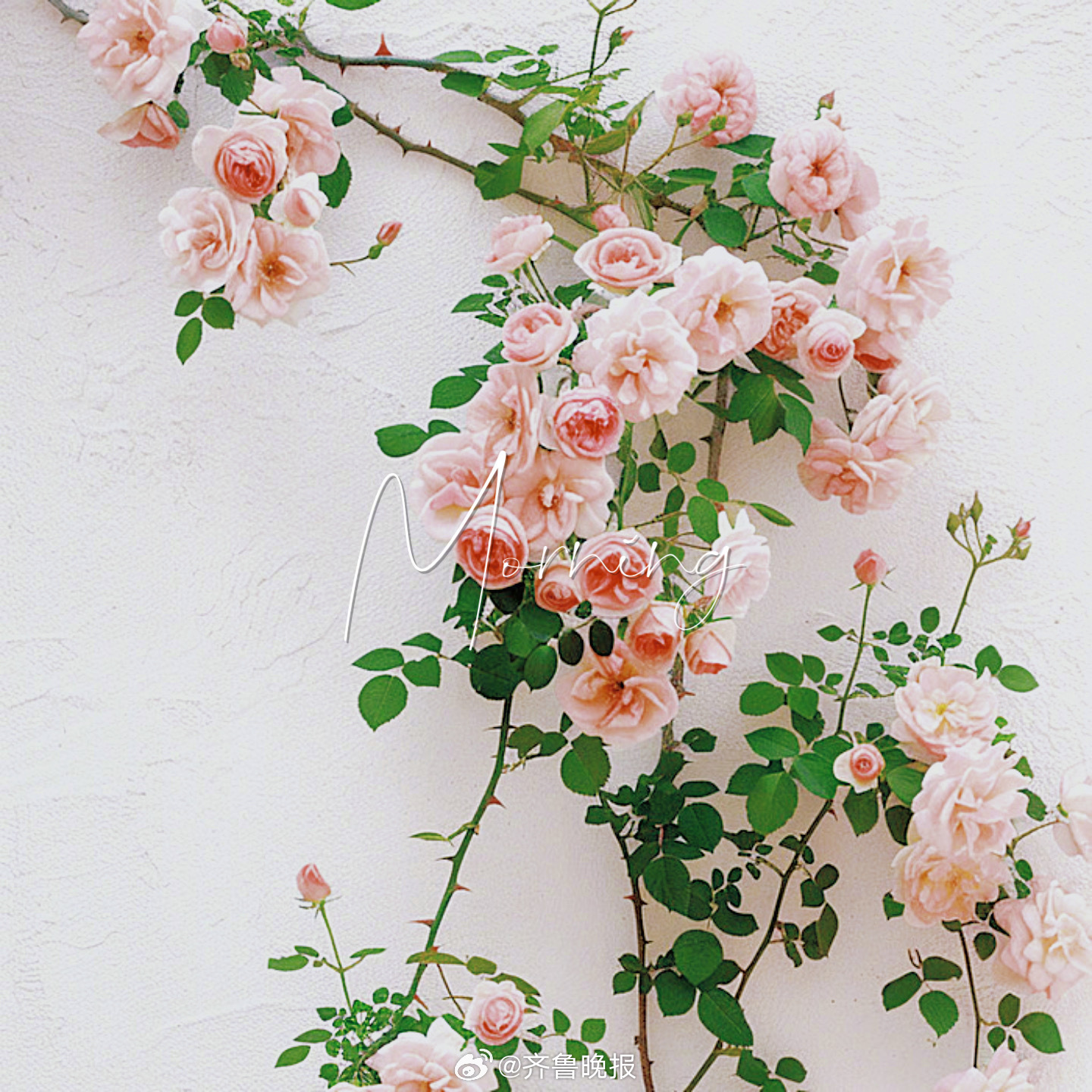 过好自己的生活开心随意[送花花]#早安# ​​​