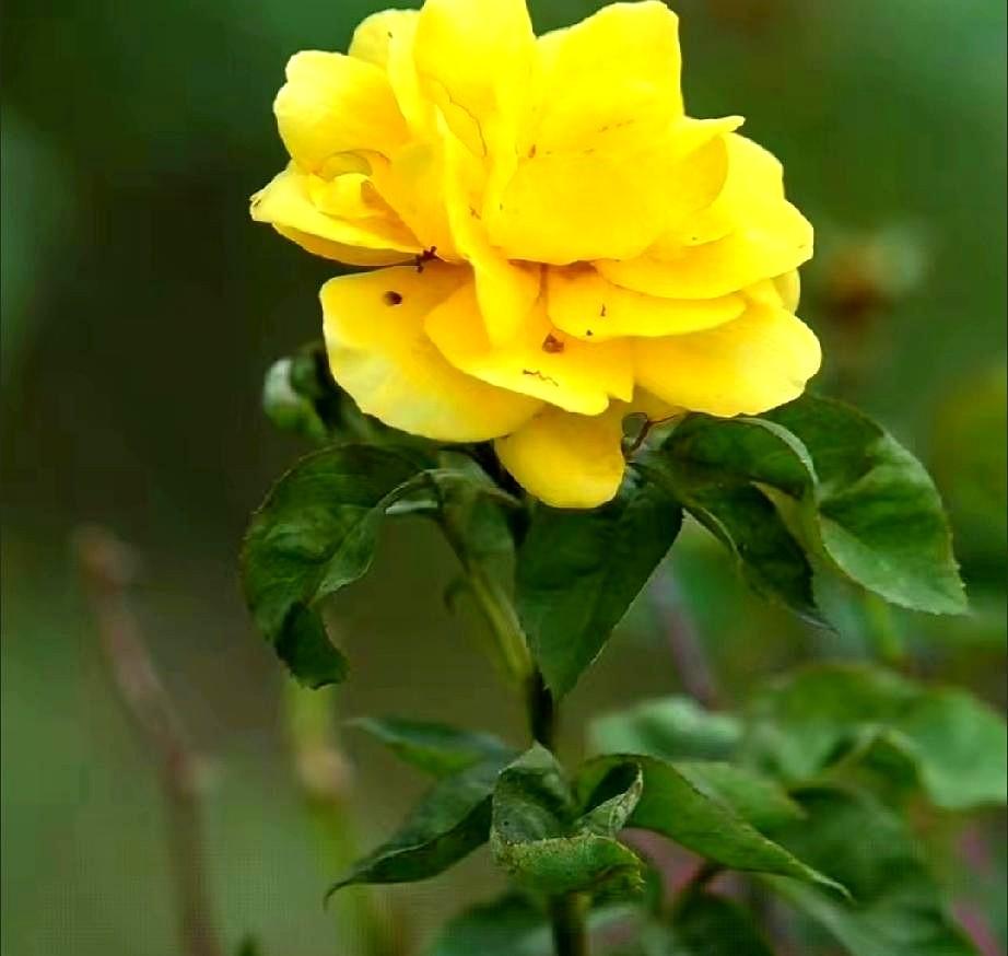 爱过的人会忘记吗？
其实人都是有感情的，用心爱过的人是无法忘记的。
爱一个人很累