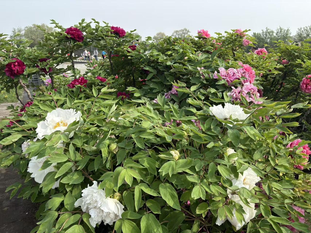 春日生活打卡季 春日打卡圆明园，牡丹盛宴不容错过！眼下，圆明园内1.4万平方米牡