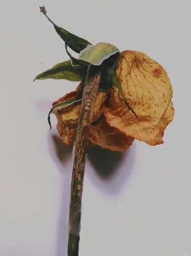 从低AMH到好转，4步搞定卵巢早衰！ 其实，卵巢早衰没那么可怕，正确的...