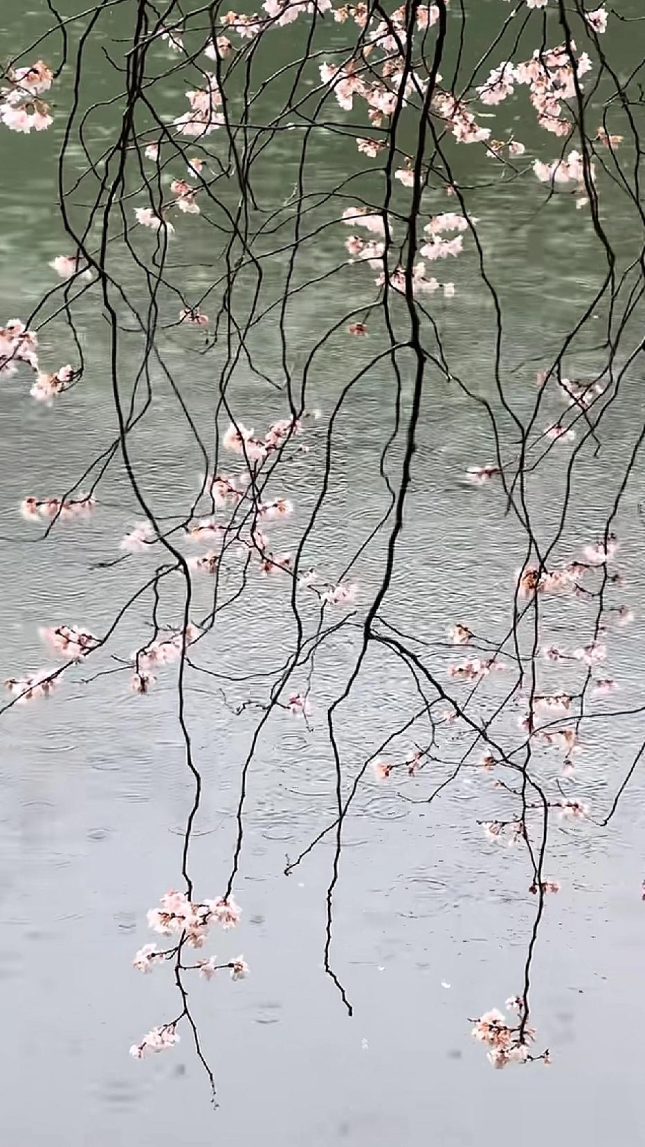 春色渐深，从水底升腾起隔年的水草、小荷叶、蒲苇的香气。雨色青青，打着波纹，粼粼而