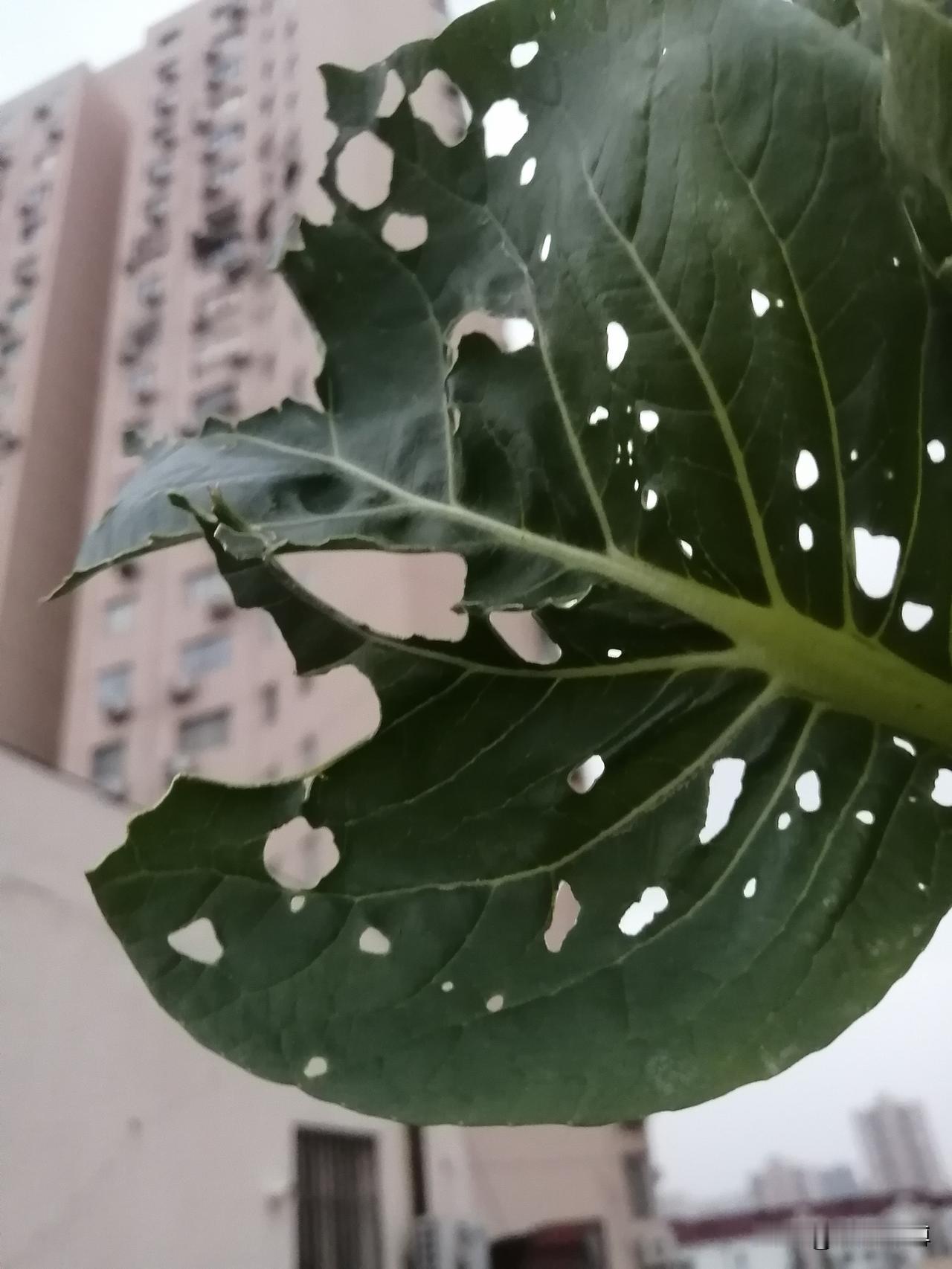 这孩子五年级以前学习特别好，可是进入预初后成绩一直下滑，现在班级是倒数，原因很简
