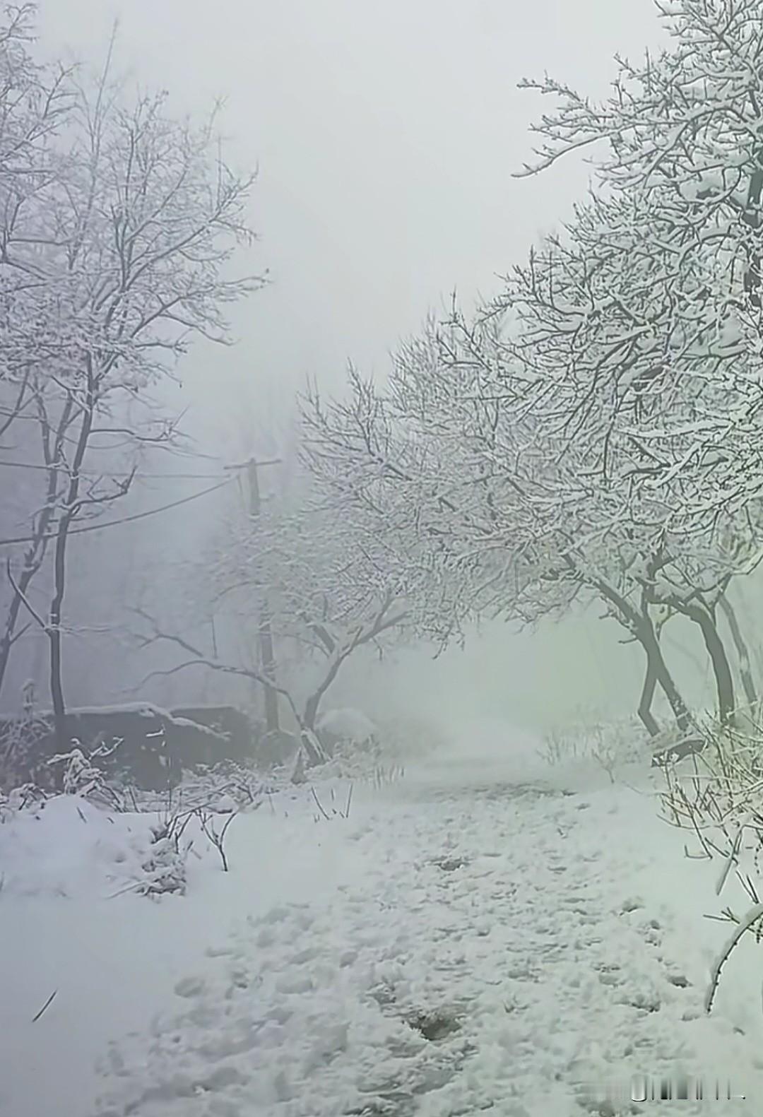 邹平南部山区这场春天的雪不小呀！