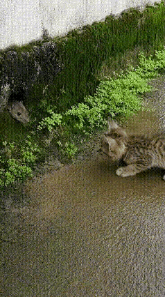 小小狸花猫实力封神！蹲守鼠洞一招擒鼠，泥水缠斗毫不怯场
 
谁能想到个头小小的狸