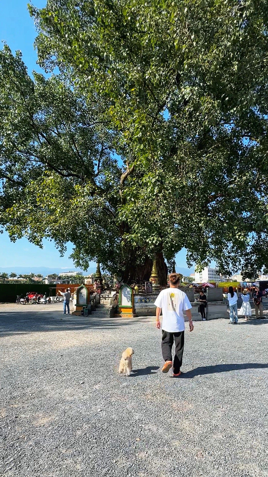 我们生活在云南，就很容易看到奇奇怪怪的东西，比方说芒市这个“树包塔”，树盘根错节