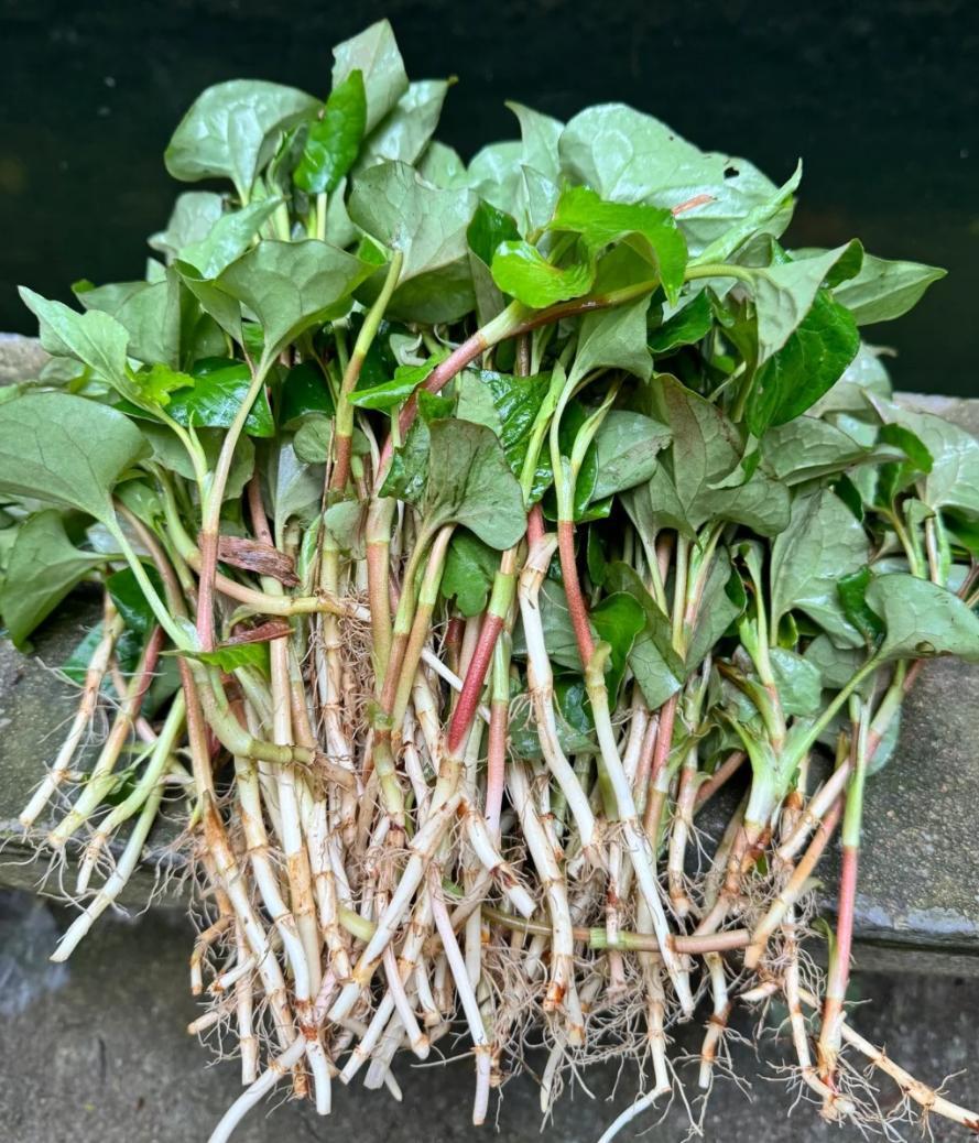 现在书圣故里有文笔塔，塔在王家山。山下有戢山街，说明王家山又叫戢山，戢山产蕺菜，