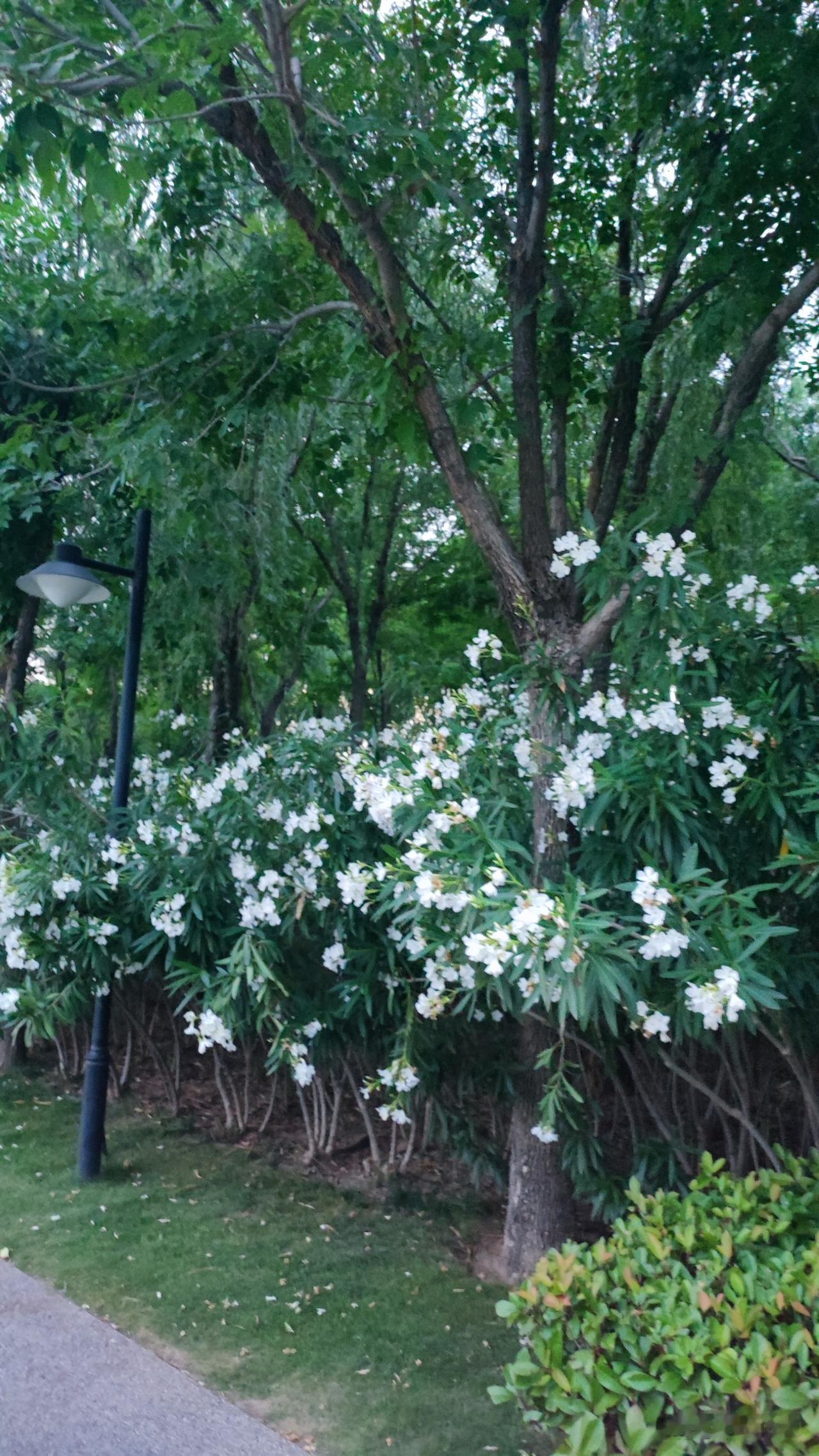 在这里提醒大家，夹竹桃全株含毒，观赏只可远观，切勿采摘触碰。
一处处花枝迎风摇曳