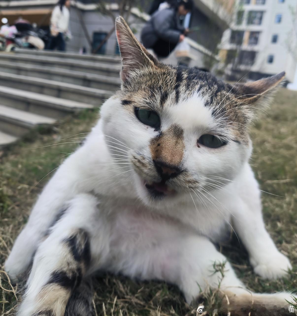 49401【丑猫】别说话吻我 