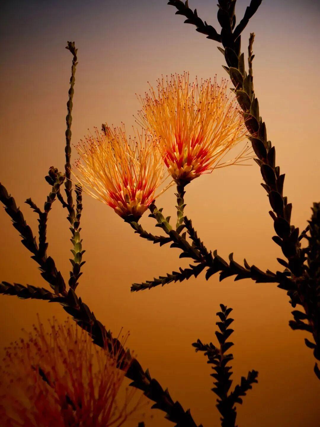 张泉灵在《再见爱人》一期节目延伸里面讲过一个事。出嫁的女人，过年过节再回娘家，没