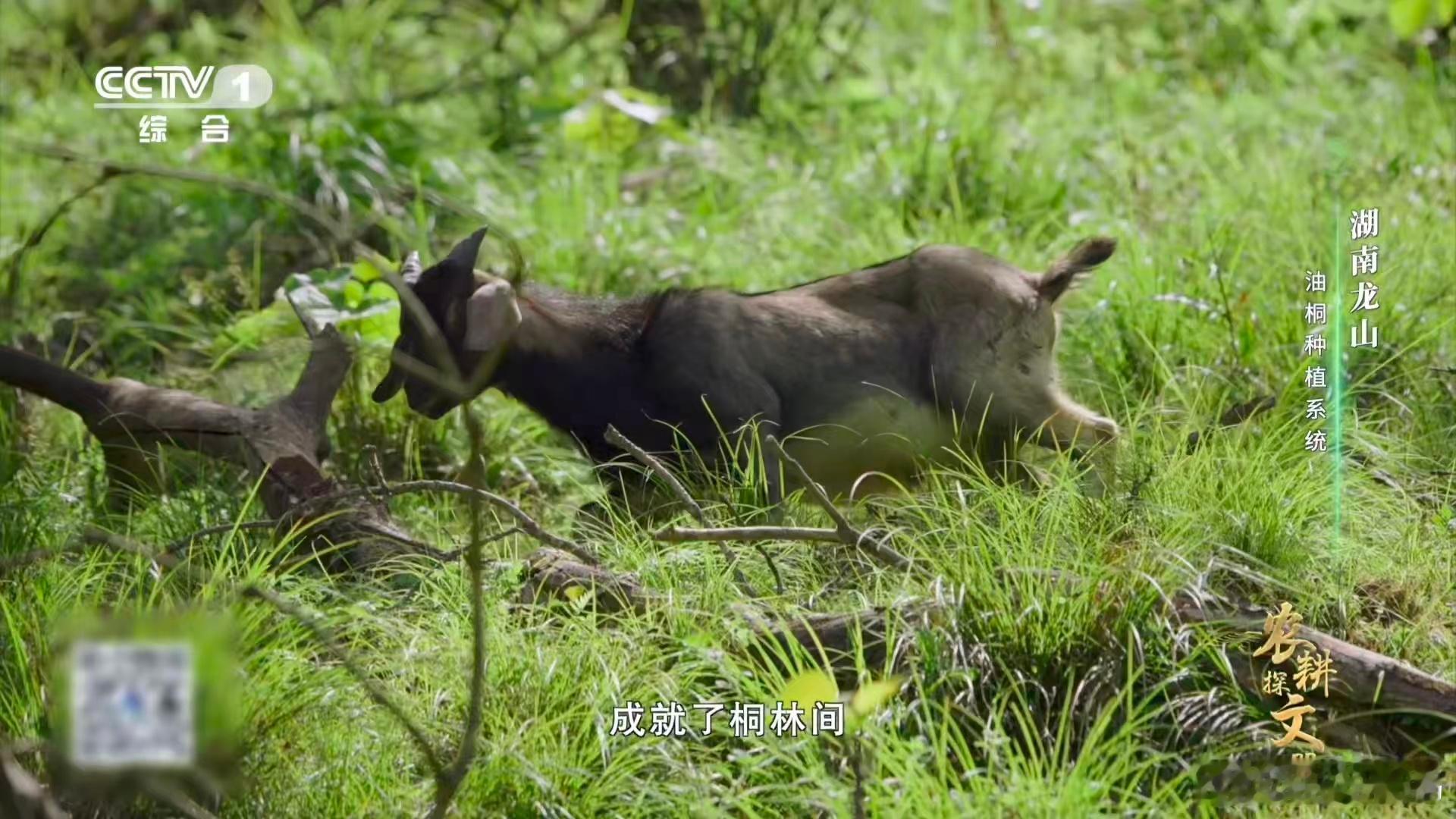羊羊羊化身除草特工队用山羊除草施肥的模式，完美契合了生态农耕的理念，既减少了人工