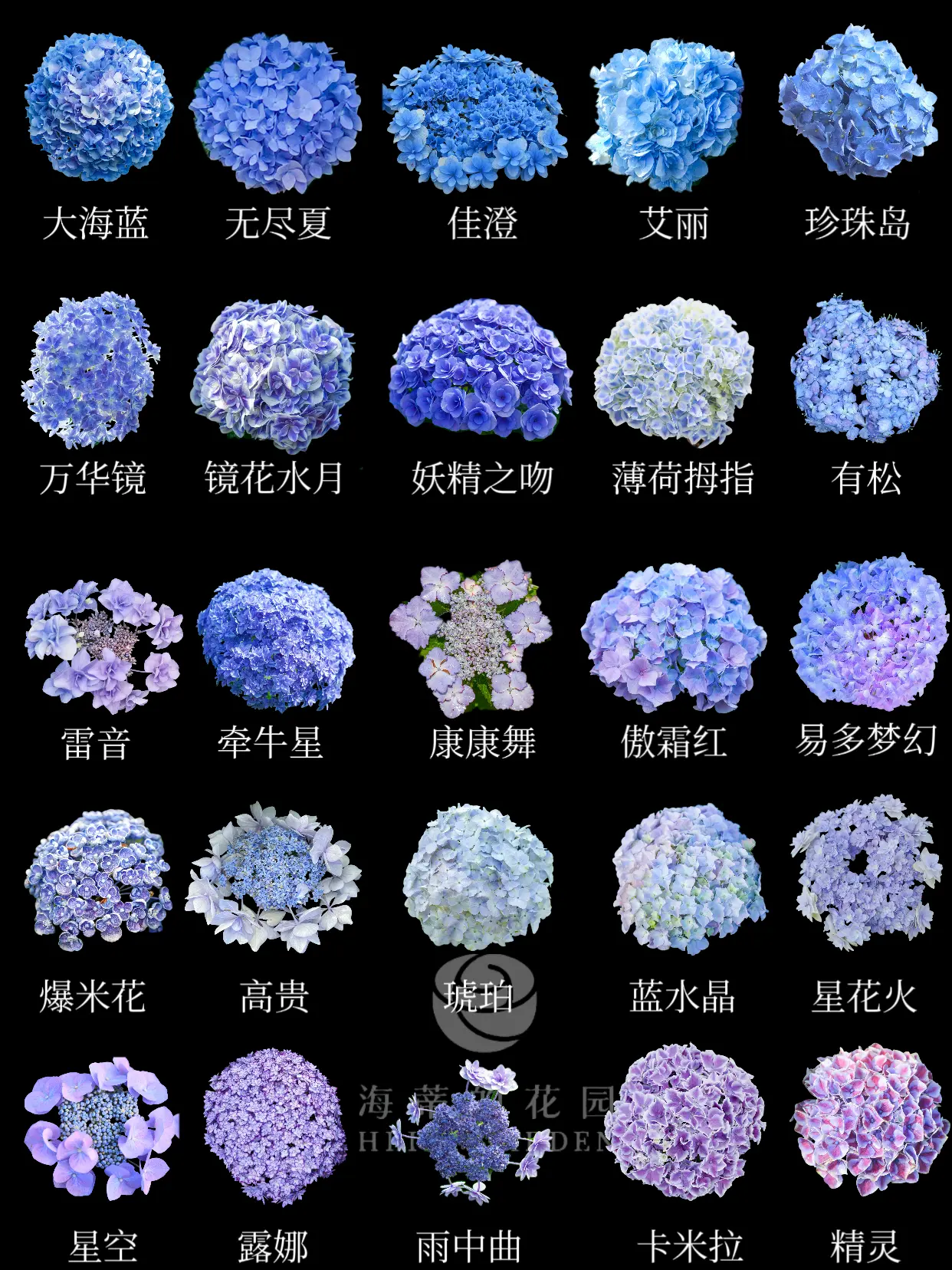 绣球调蓝图鉴，附赠调蓝小技巧。每年的绣球调蓝都是花园的一大重头戏，想要...
