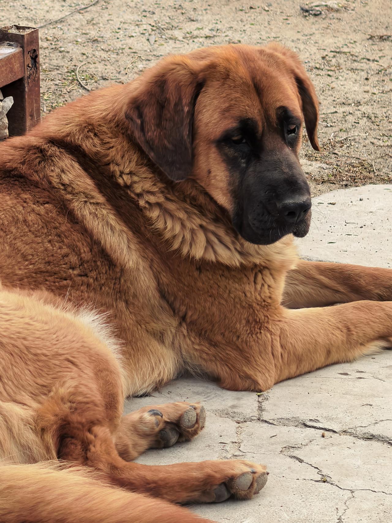 金河农庄中华田园犬大黄（农村大笨狗）[祈祷][祈祷][祈祷]