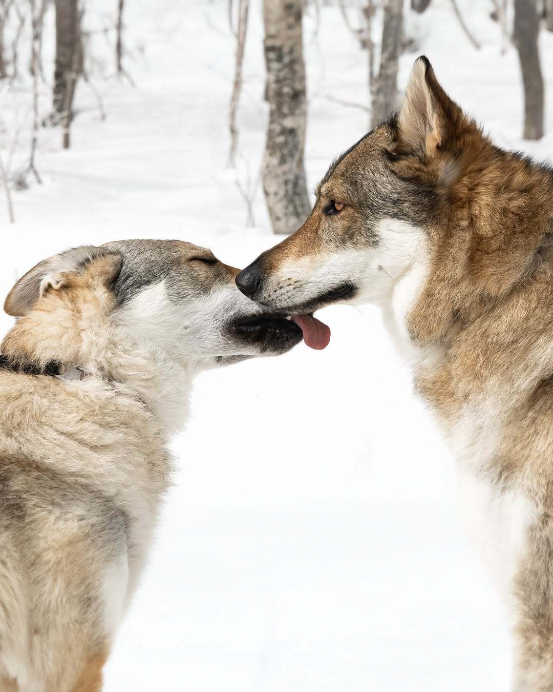 【Jelly】  狼犬  犬科动物  甜甜的亲亲[挤眼]——IG：jelly_t