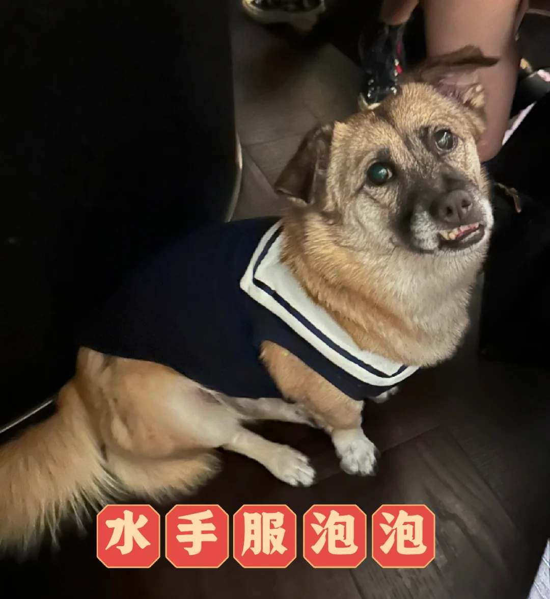 什么？宴会对小狗还有着装要求？