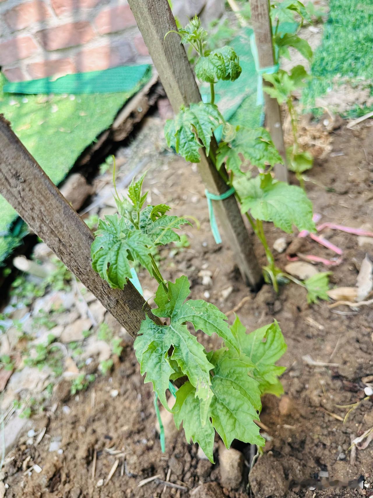 我买的黄瓜，越瞅越觉得不对劲，越看越不是黄瓜。
忍不住问了问人家说这是苦瓜。
我