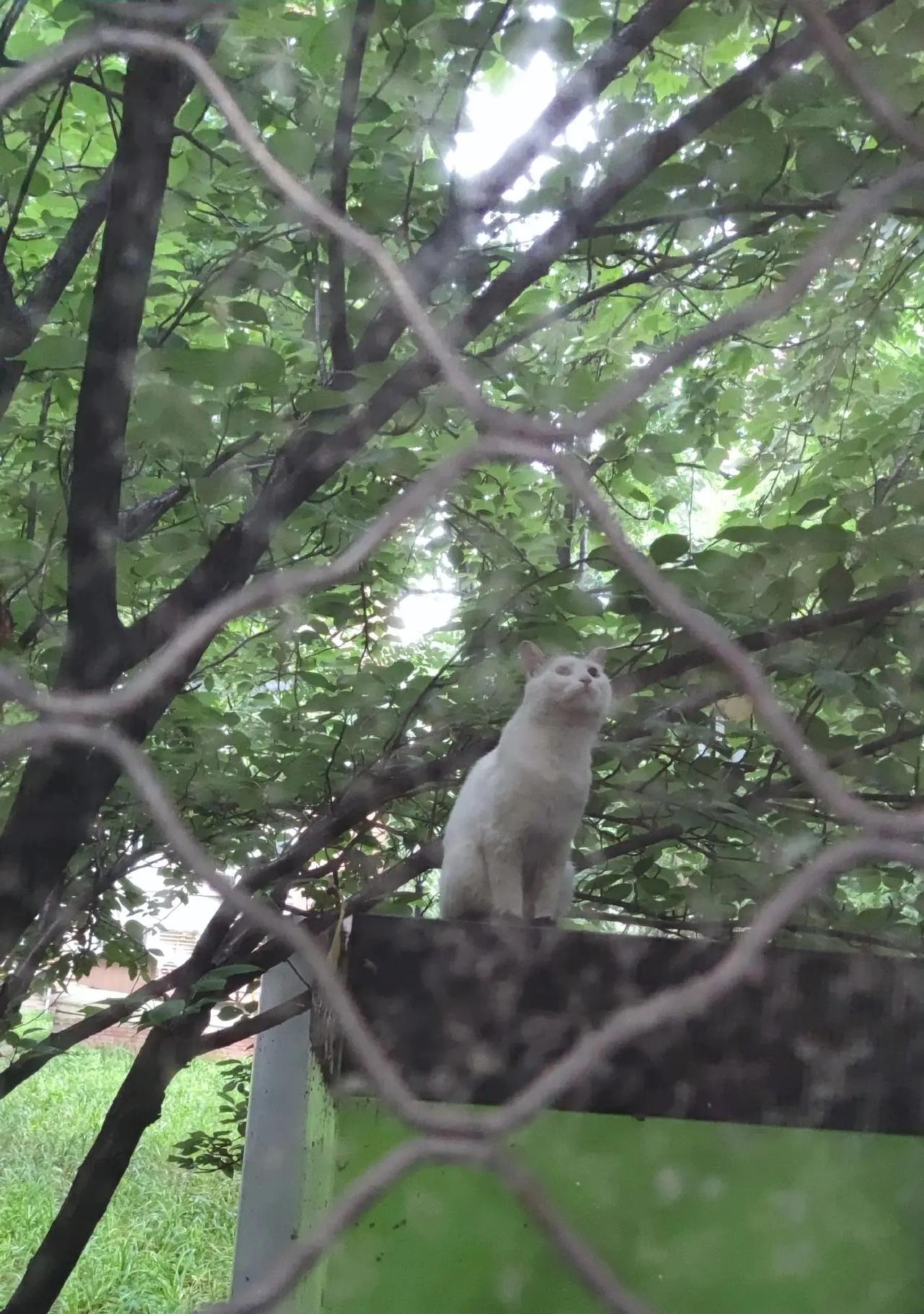 那只猫咪，真是半点争强好胜心都没有，天天过得悠闲又自在保护猫咪 萌宠保护 动物世