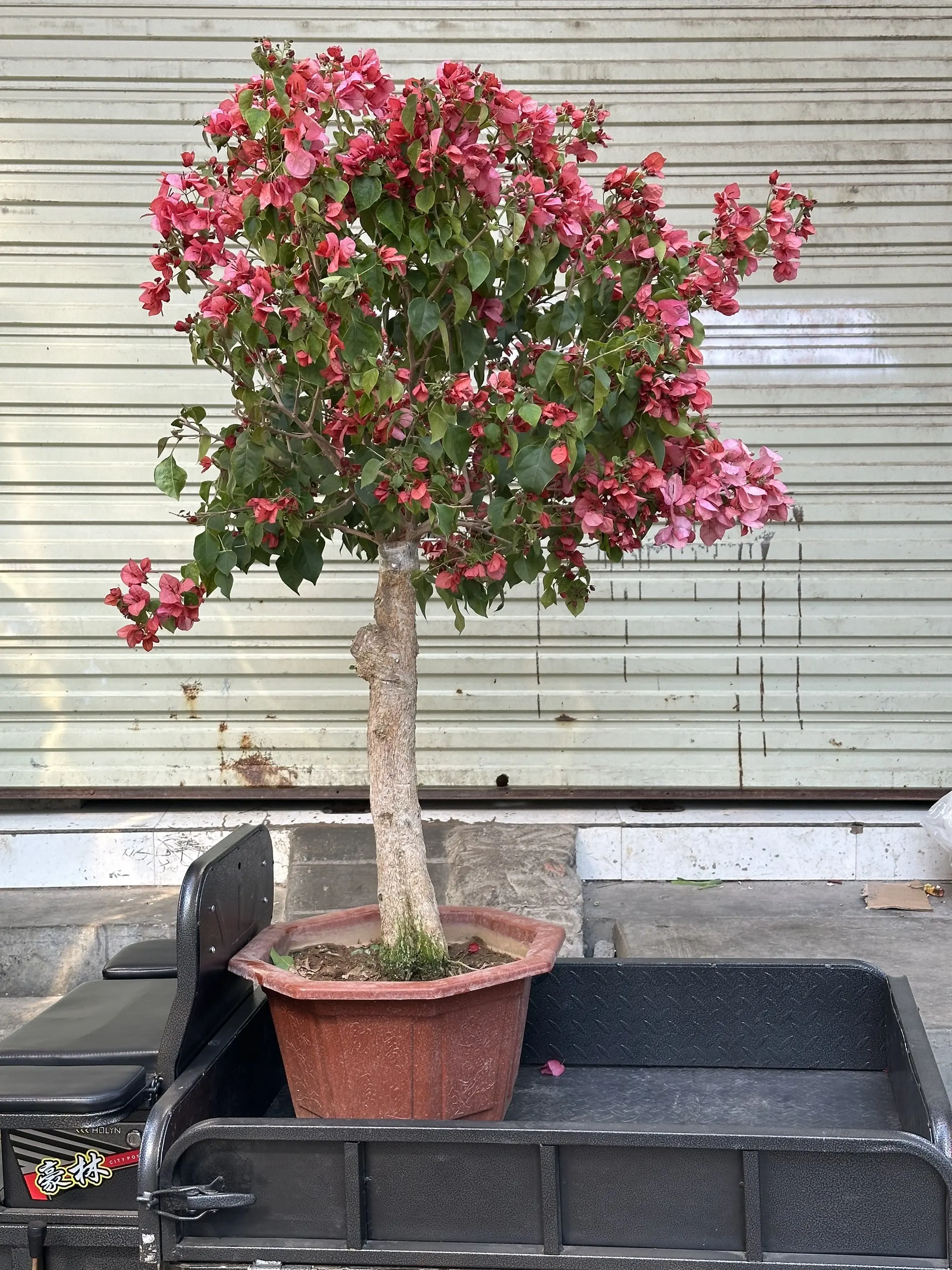 花。