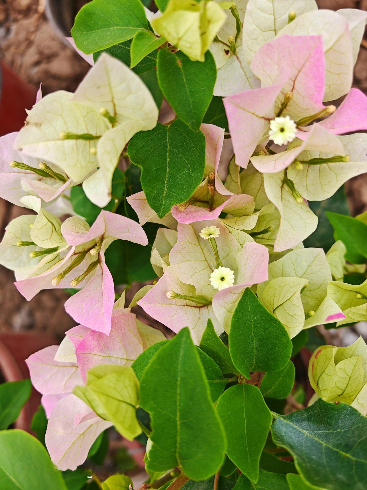 漷县大集真的太宝藏了！新春时节去逛逛，氛围感直接拉满。这里历史超久，传统氛围超浓