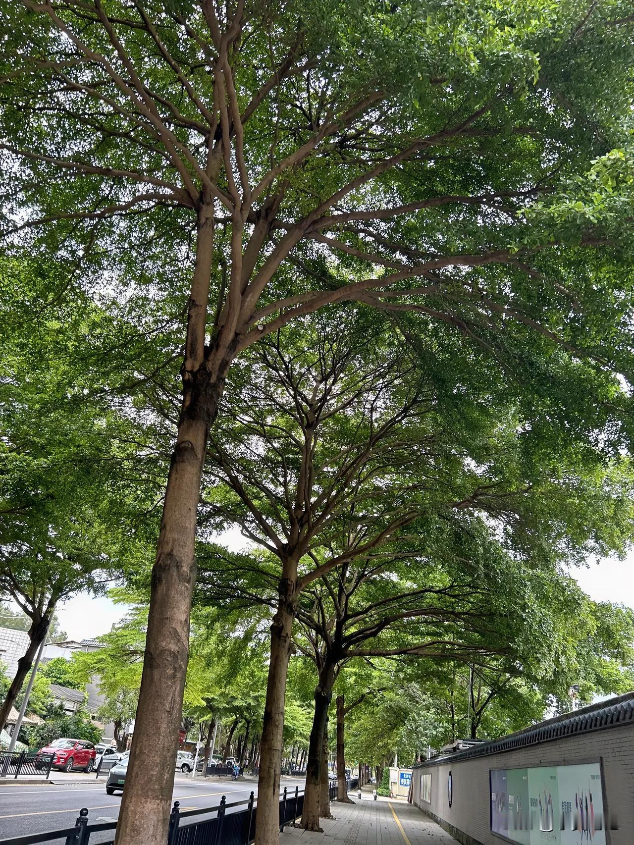 #随手记录夏日风光#
夏日的美在于碧绿与茂盛，
在每一个美好的瞬间中，
感受大自