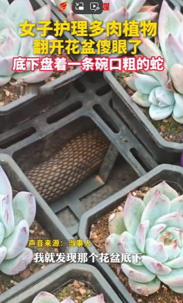 魂都吓飞了！云南昆明，一女子在自家阳台打理培育已久的多肉植物时，觉察到花盆底下有