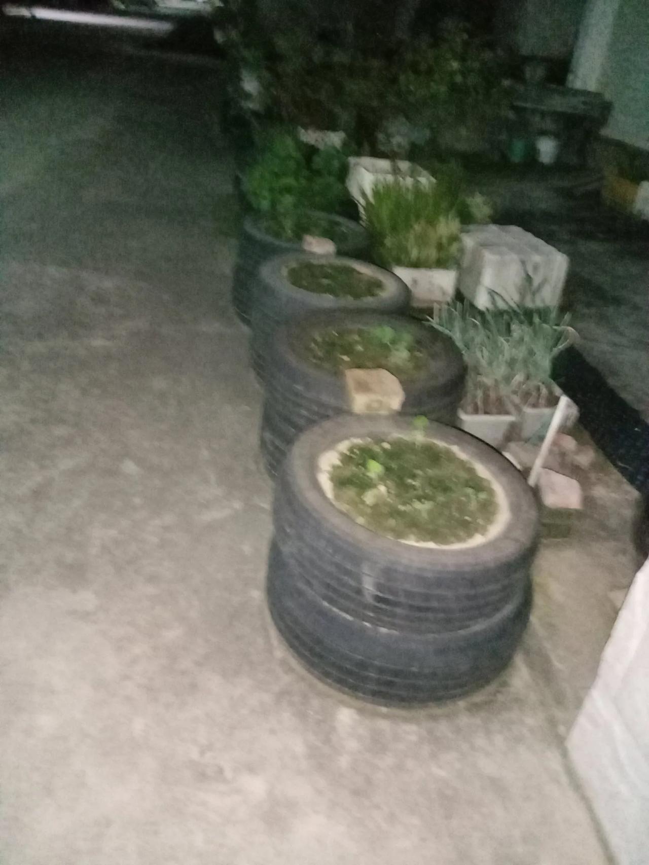 散步的地方时常能够看到有些人的房前就用这样简易的轮胎，

两个叠加在一起装一点泥