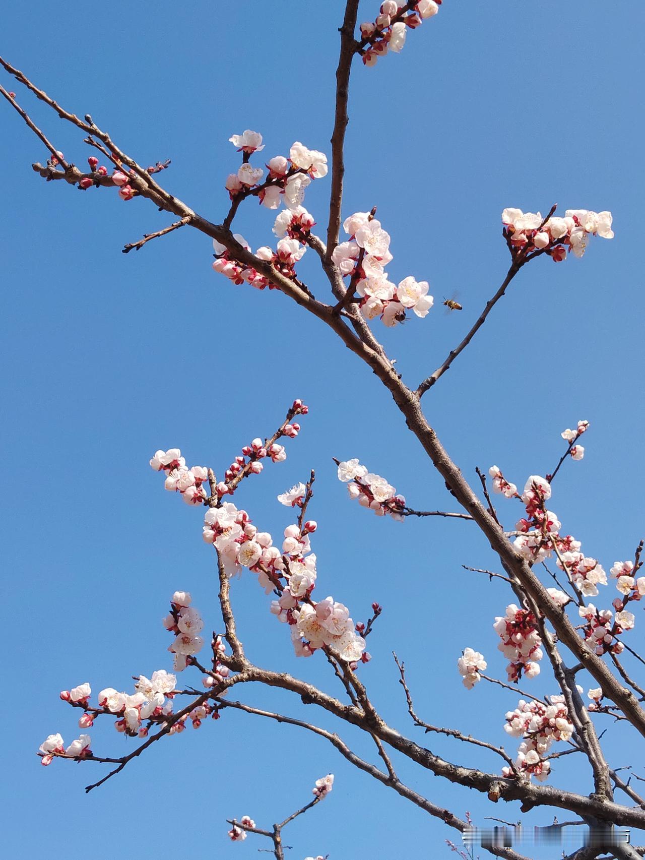 记录我的2026 春风拂面花枝动，岁月静好景如画。青州薄板台村杏花正当时
