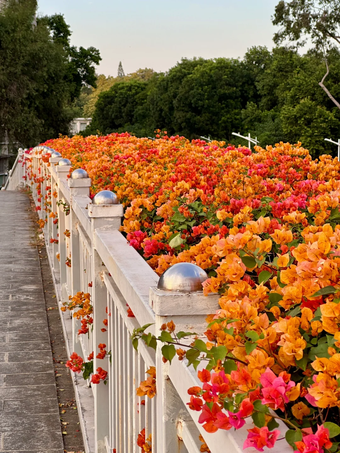 11.5偶遇奇幻晚霞🤩还有开满花的天桥