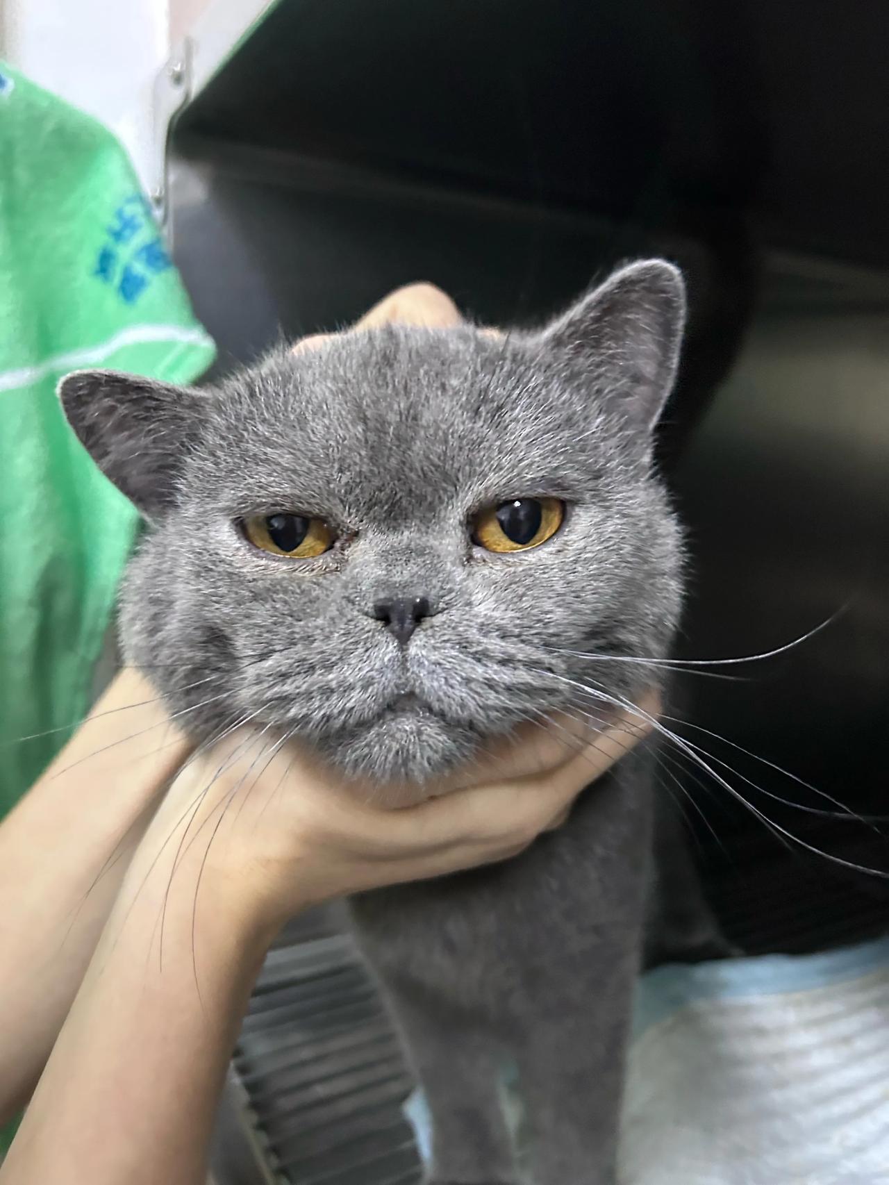今天特别开心，帮爱心粉丝晶晶救助的蓝猫找到了领养！其实也是凑巧，我万年不看抖的私