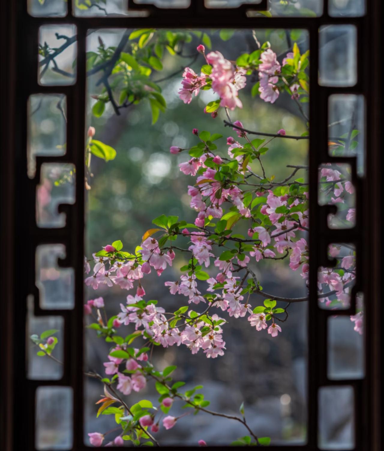 越来越佩服古人的审美了！
早在上个月开始，
就一直关注留园海棠的开放情况。
生怕