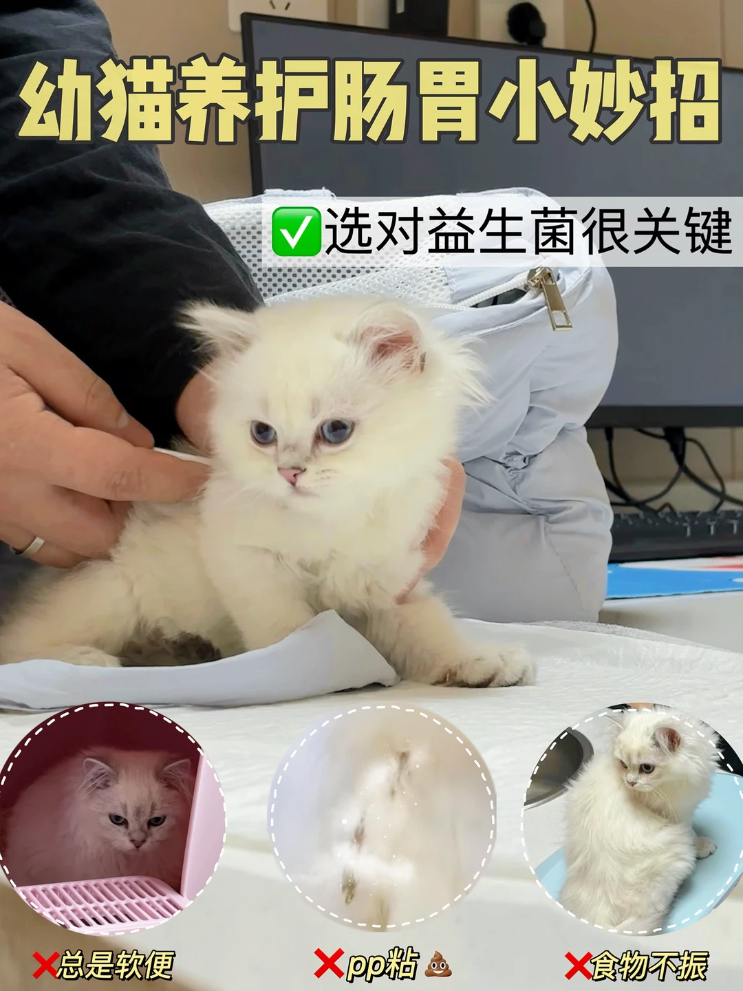 幼猫养护小妙招！选对益生菌很重要‼️