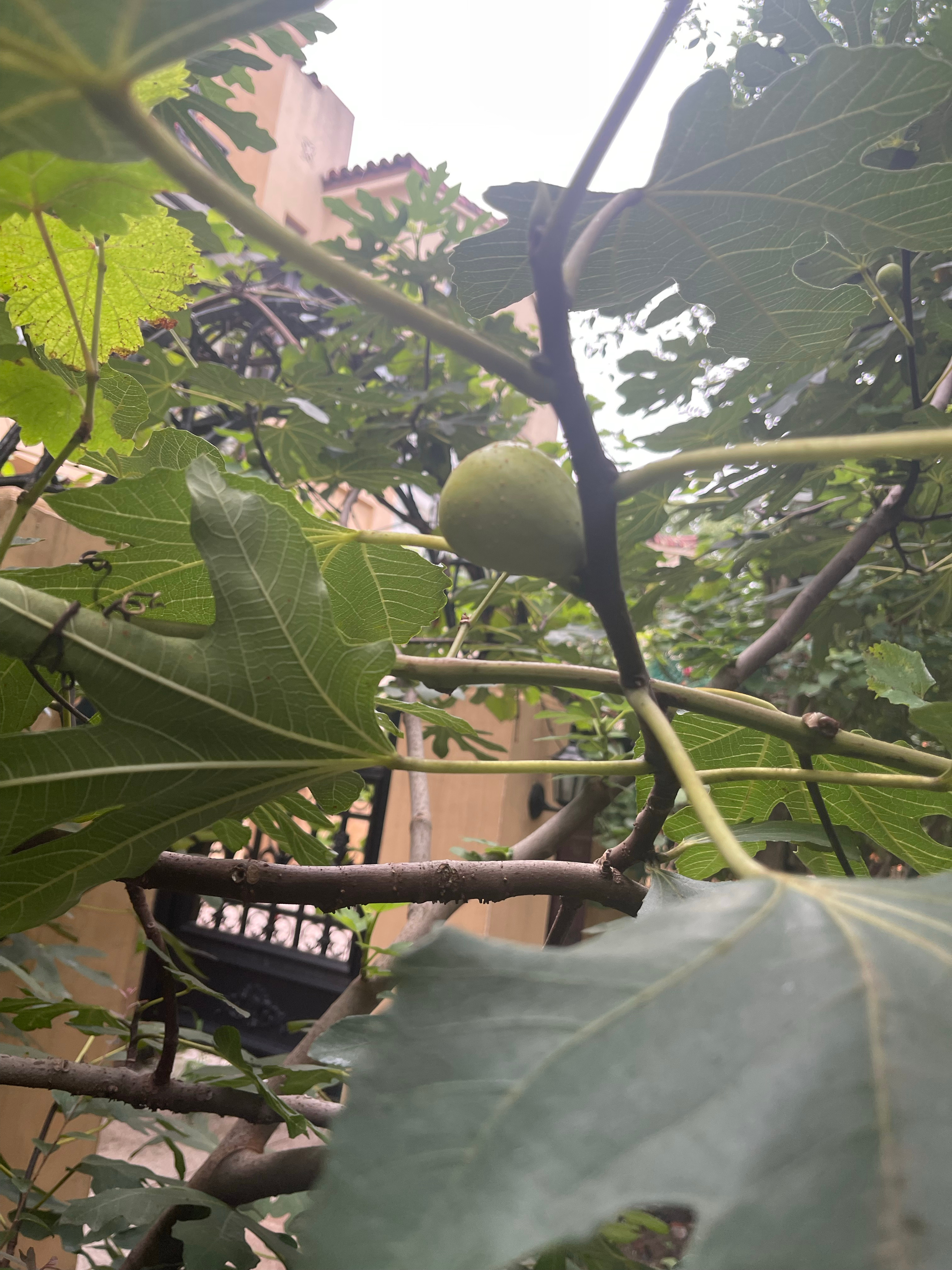 这会外面又在下毛毛细雨，本来想趁着阴天走一会活动一下。一年四季都是随手随时的美景