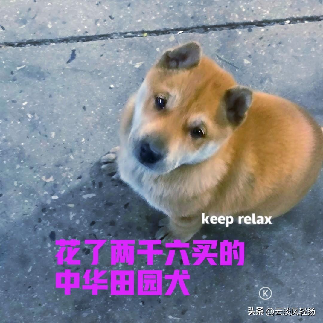 这是我的一位粉丝朋友，花了两千六买的中华田园犬。小狗来自广西，典型的黄狗白面，还