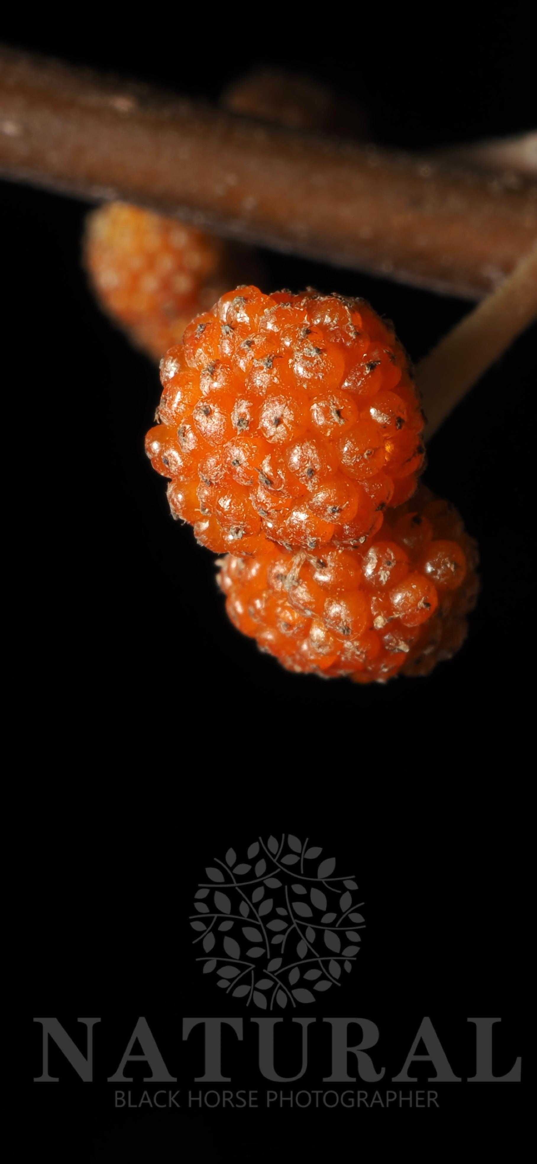 水麻 Debregeasia orientalis  荨麻科 水麻属 