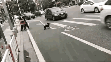 小黑狗真懂事，过马路还知道走斑马线，虽然它不会看红绿灯，但是小黑狗还知道站在那里