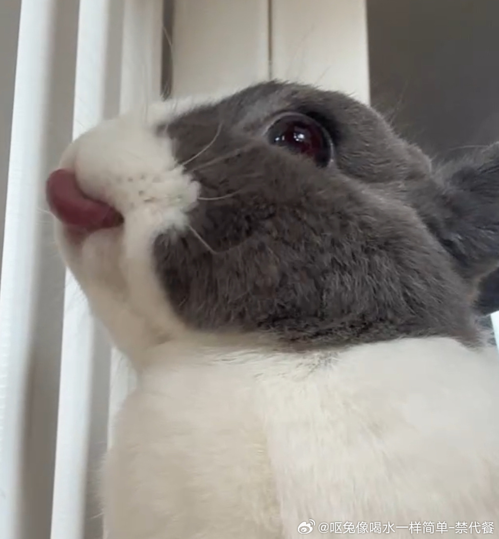 14292🐇【小胖猪】展示鲜美猪肝中 