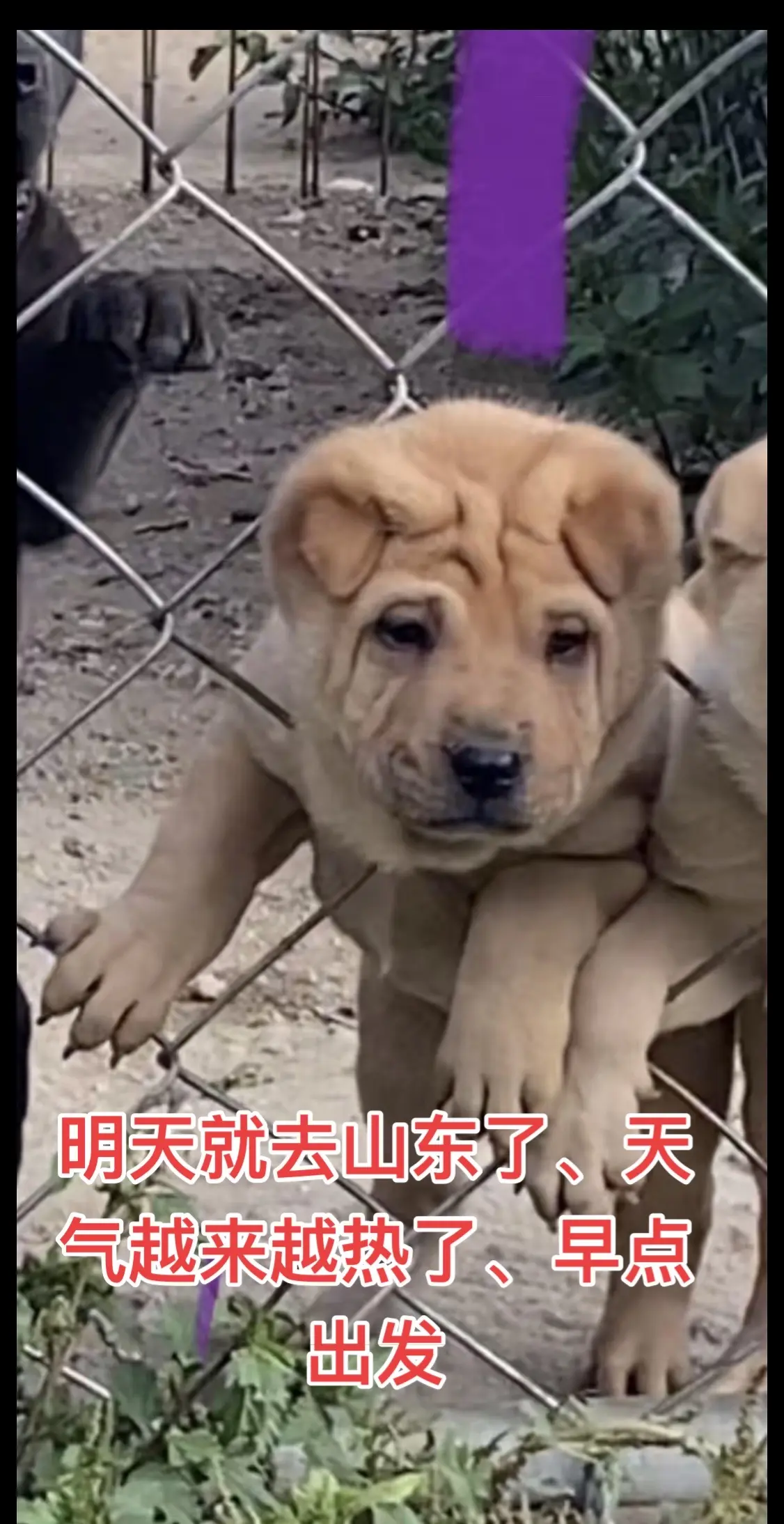 巴适得很 忧郁的眼神 精神小狗 一笑解千愁