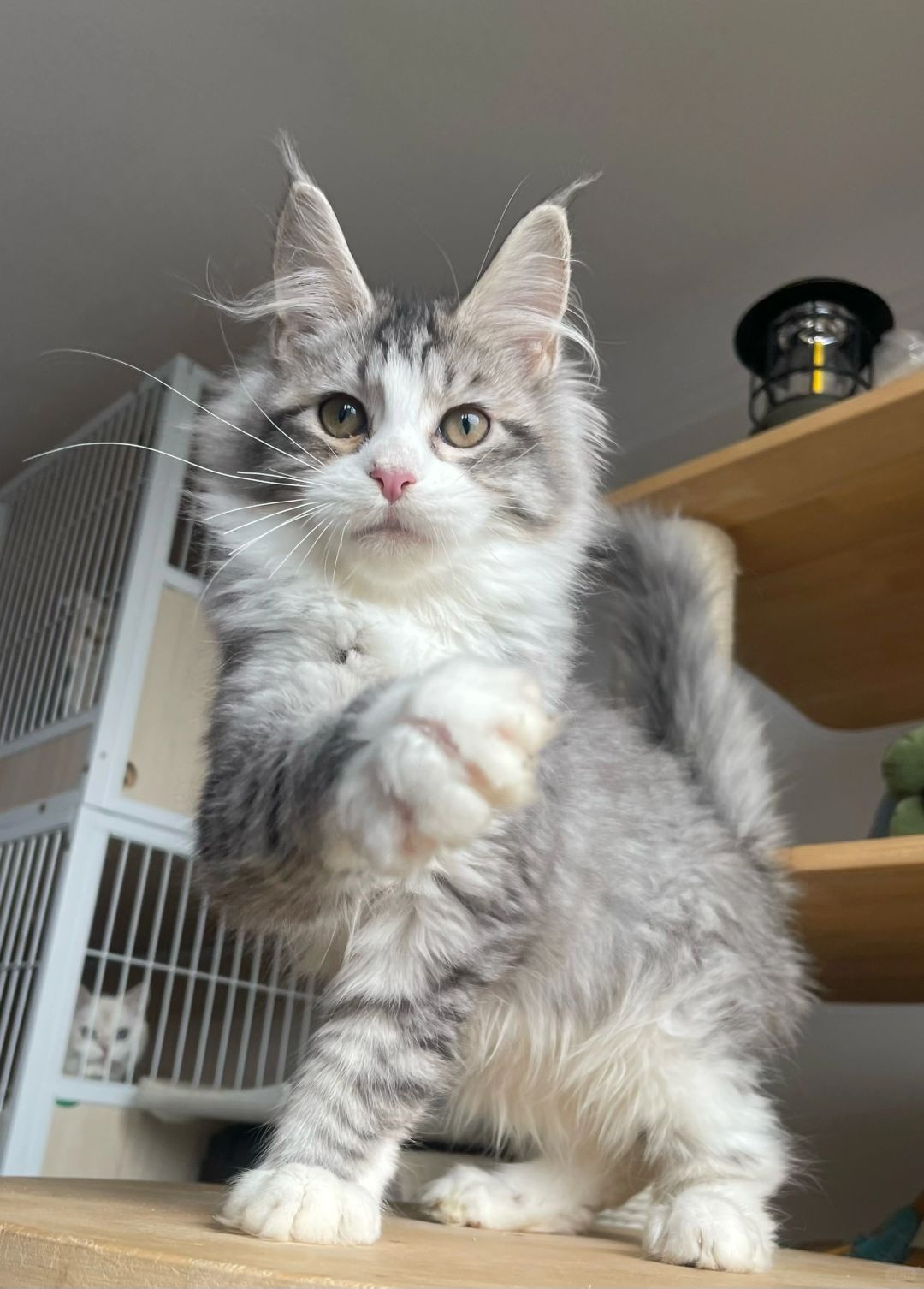 缅因｜银虎斑加白缅因妹妹