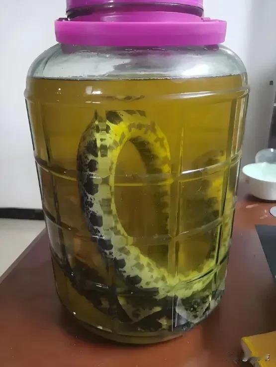 “这下后悔了吧！”8月3日报道浙江杭州。

杭州有个老人在萧山抓五步蛇，说是要泡